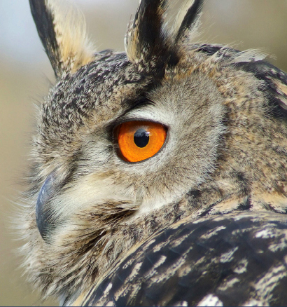 Owl